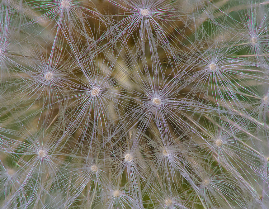 H Dandelion v1 6img 200mm