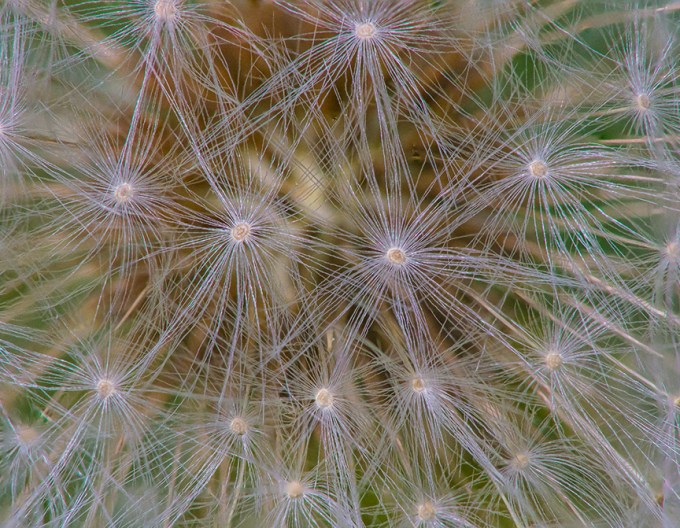 H Dandelion v1 6img 200mm