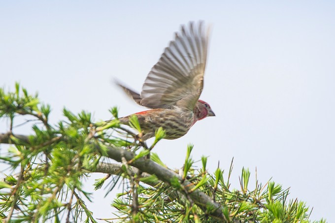 House_Finch TakeOff_v1_DM18_43G6813
