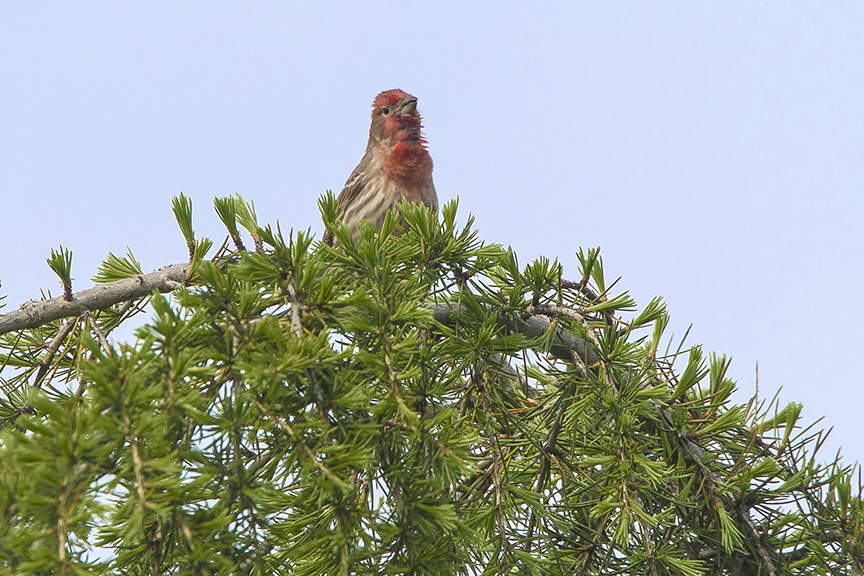 House_Finch_v1_DM18_43G6742