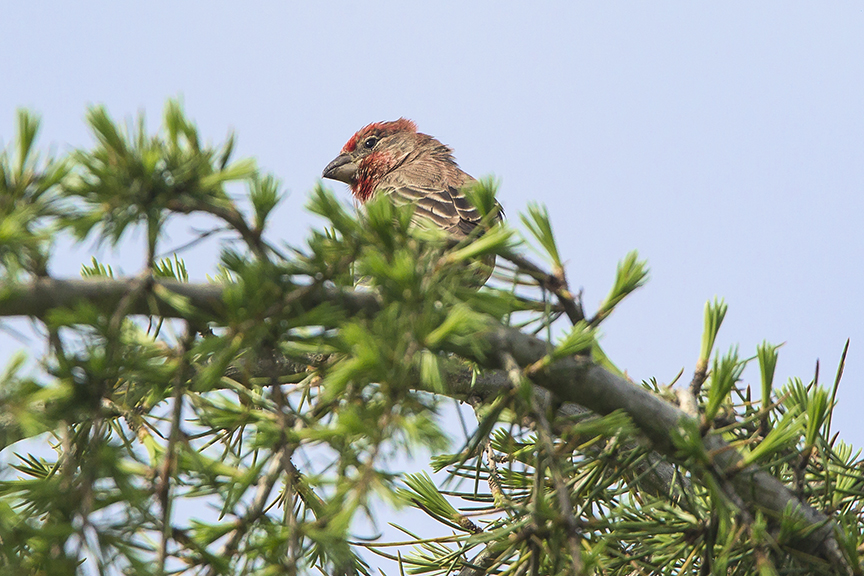 House_Finch_v2 DM18_43G6798