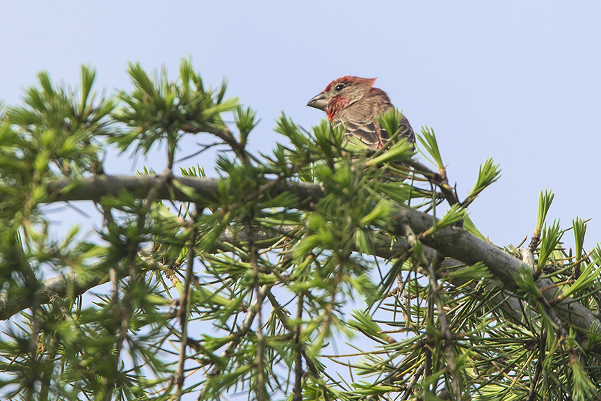 House_Finch_v2 DM_43G6803