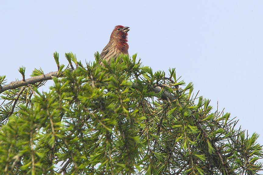 House_Finch_v3 DM18_43G6748
