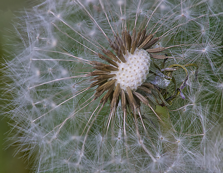 I Dandelion 6img stk v3