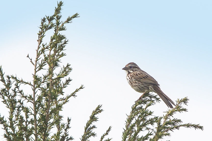 Song_Sparrow_v1_DM18_43G6703