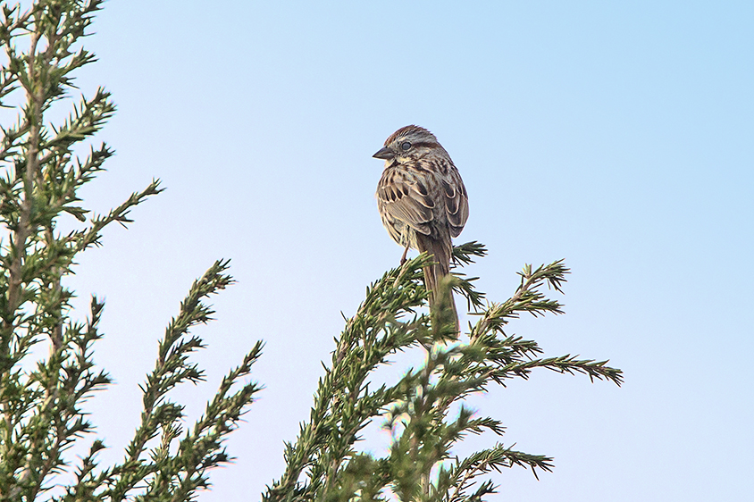 Sparrow v3_DM18_43G6725