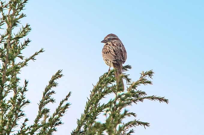 Sparrow v3_DM18_43G6725