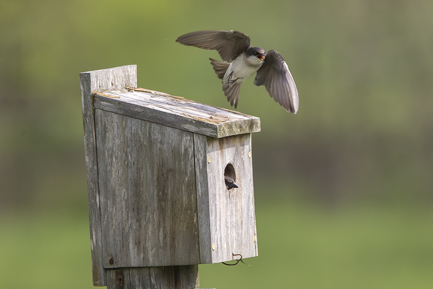 Tree_Swallow BLUBRD Box v2_43G7150