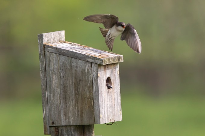 Tree_Swallow BLUBRD Box v2_43G7150