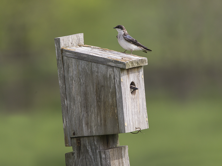 Tree_Swallows_BluBird_Box v2