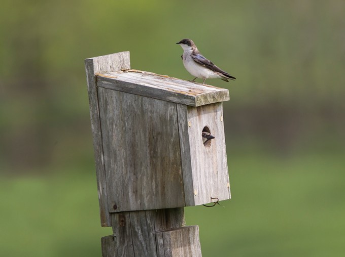 Tree_Swallows_BluBird_Box v2