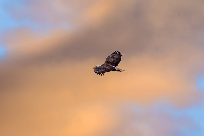 BE HiFlight_Sunrise BWR v3_43G9720