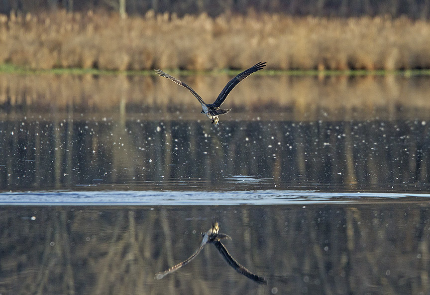Osprey Fishing_MG_1136