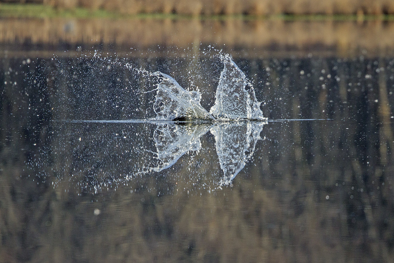 Osprey_Fishing_MG_1120
