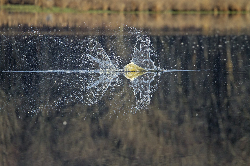 Osprey_Fishing_MG_1121