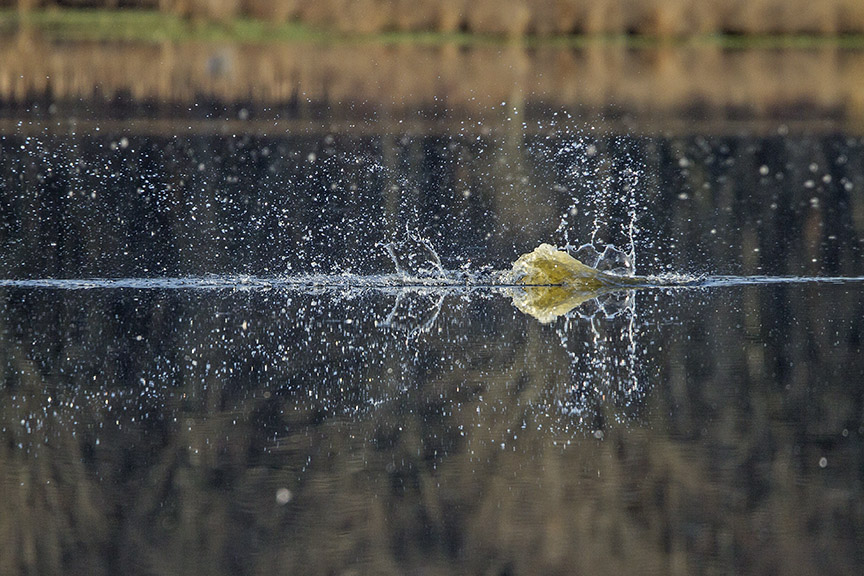 Osprey_Fishing_MG_1122