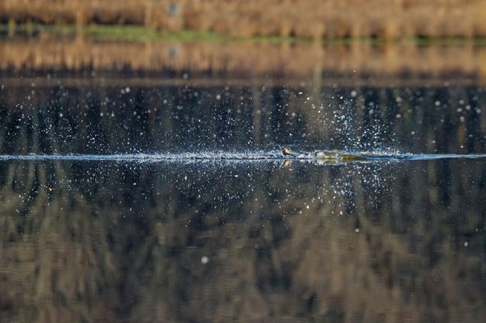 Osprey_Fishing_MG_1123