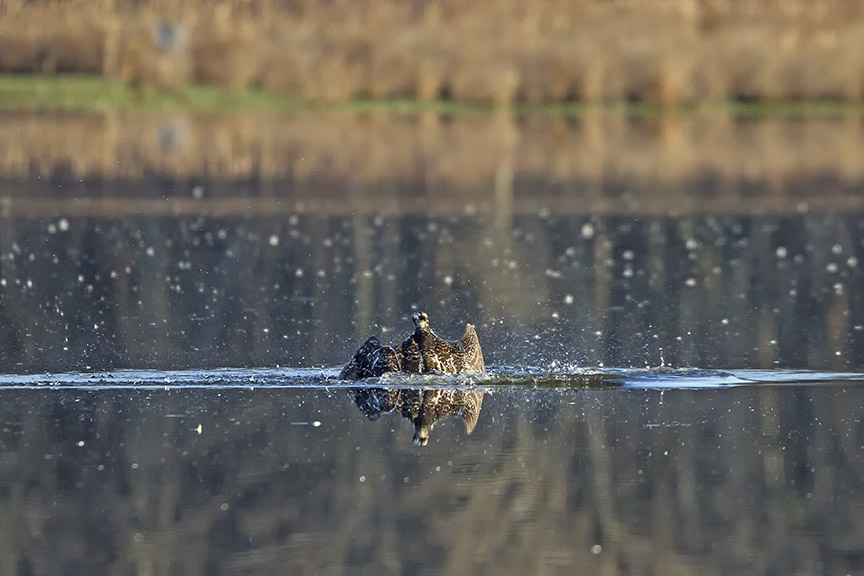 Osprey_Fishing_MG_1125