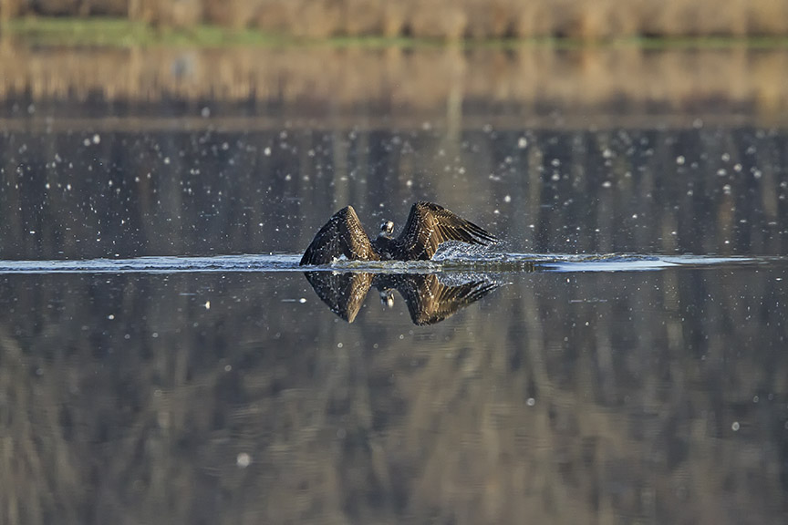 Osprey_Fishing_MG_1126