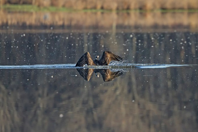 Osprey_Fishing_MG_1126