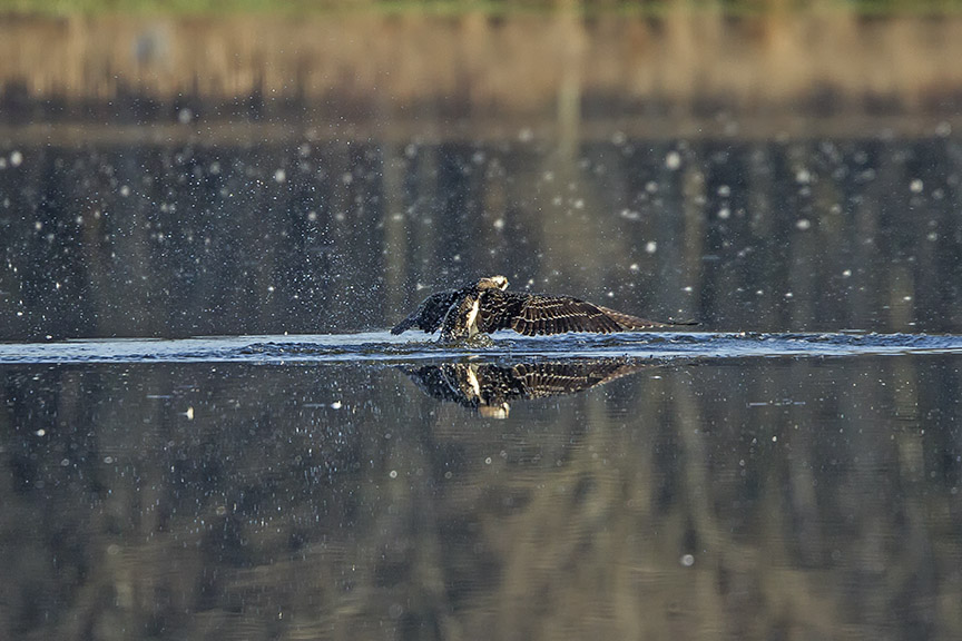Osprey_Fishing_MG_1127