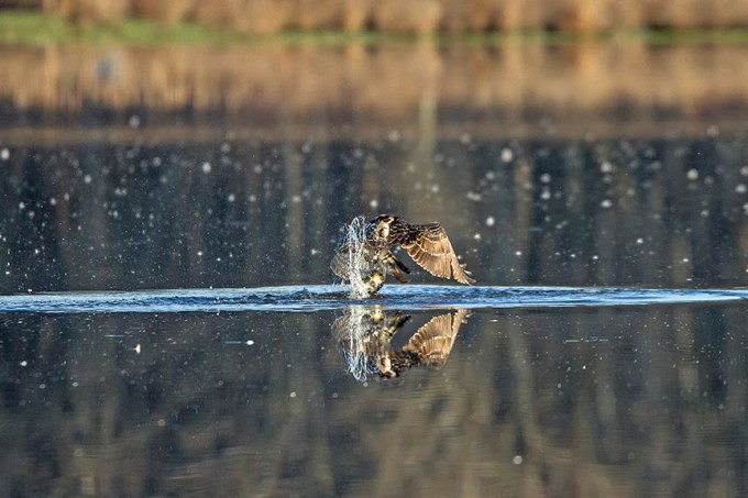 Osprey_Fishing_MG_1128