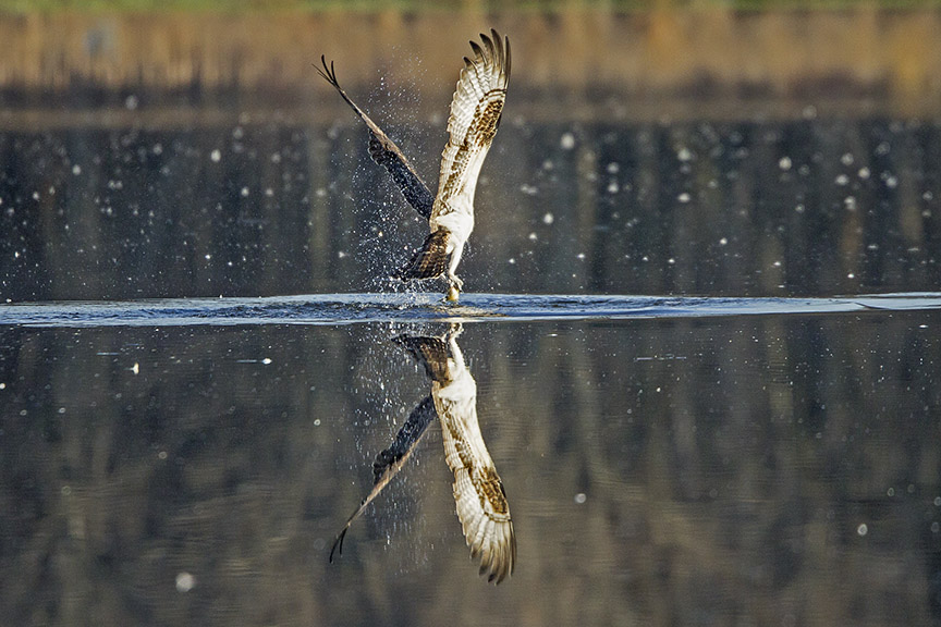 Osprey_Fishing_MG_1129