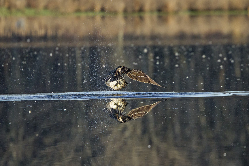 Osprey_Fishing_MG_1130