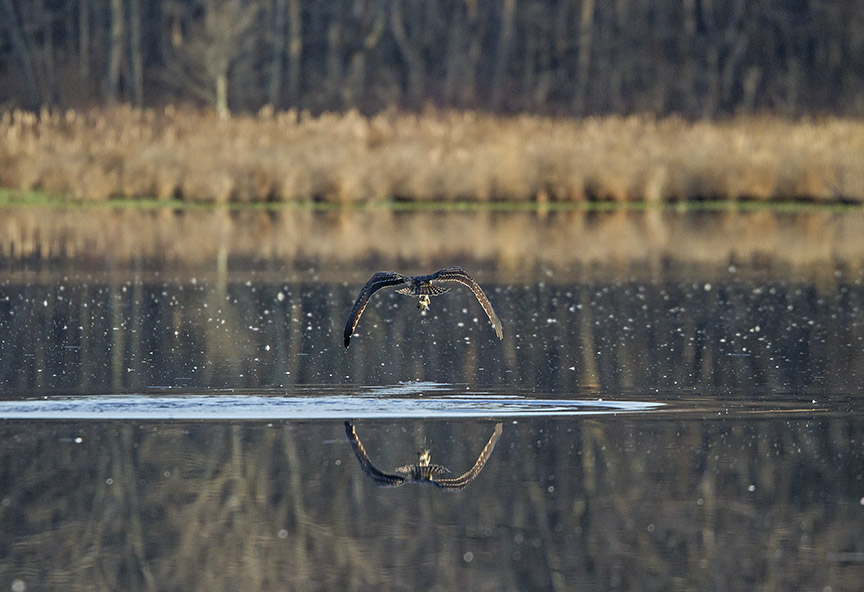 Osprey_Fishing_MG_1131