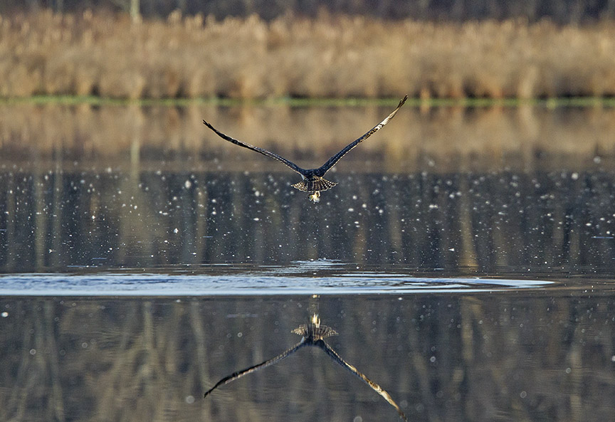 Osprey_Fishing_MG_1132