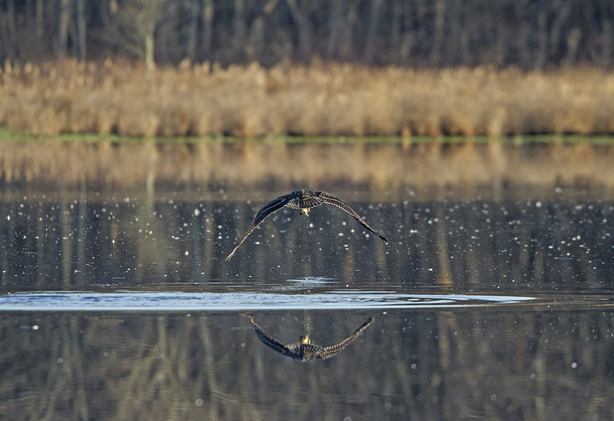 Osprey_Fishing_MG_1133