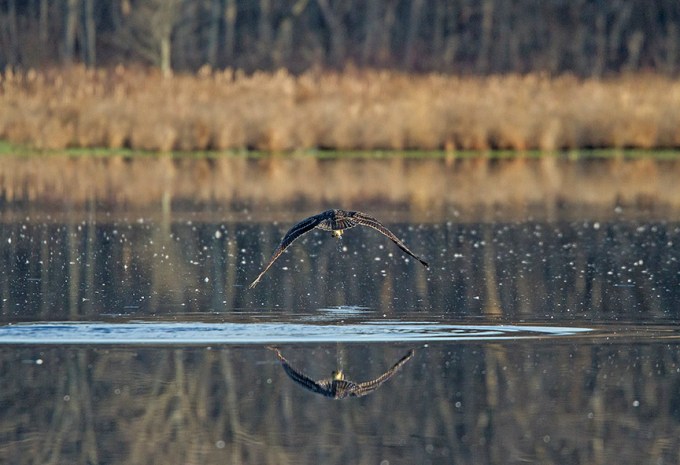 Osprey_Fishing_MG_1133