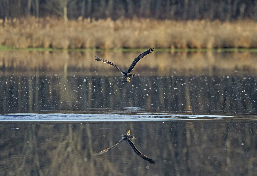 Osprey_Fishing_MG_1134