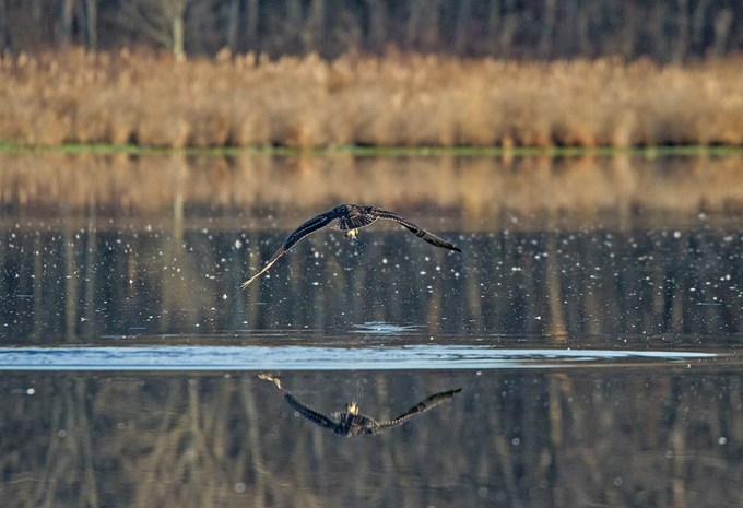 Osprey_Fishing_MG_1135