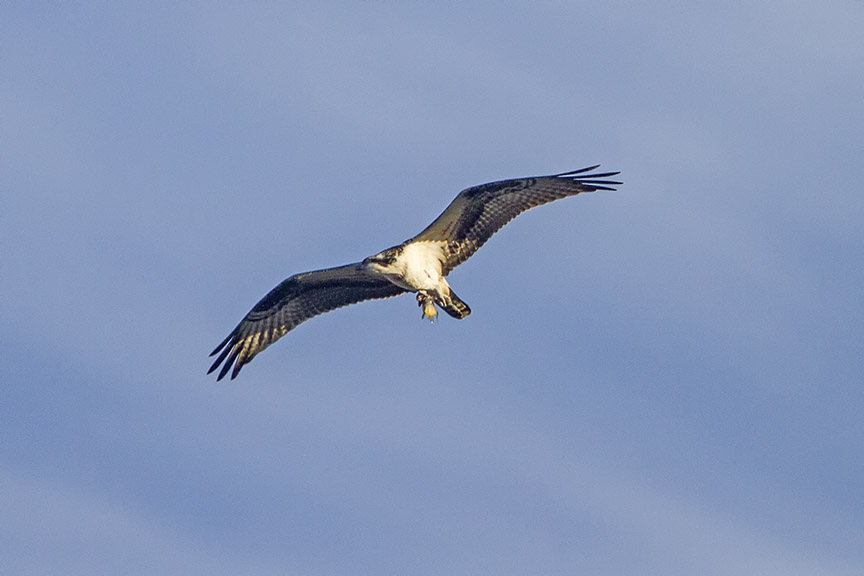 Osprey_Fishing_MG_1171