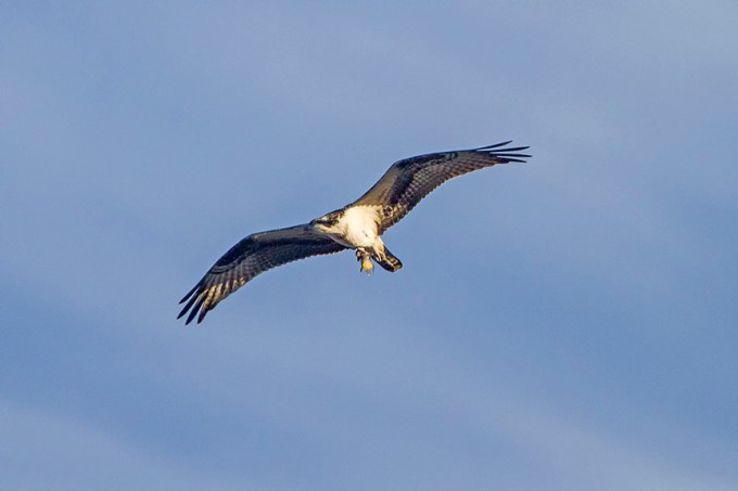 Osprey_Fishing_MG_1171