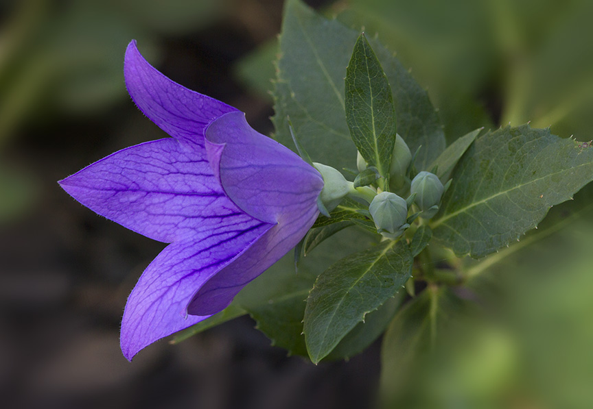 2img f4 focus blend v3