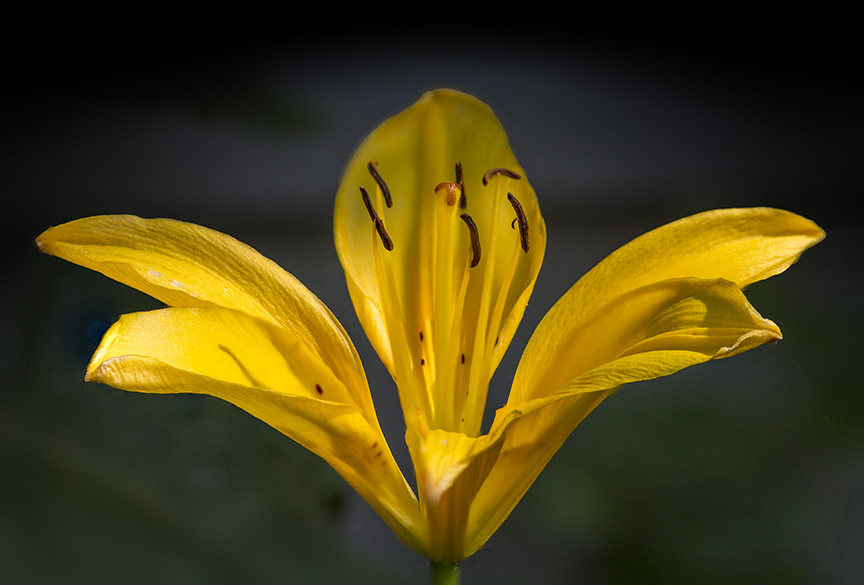 7 img stk f4 shrt focus blend v1