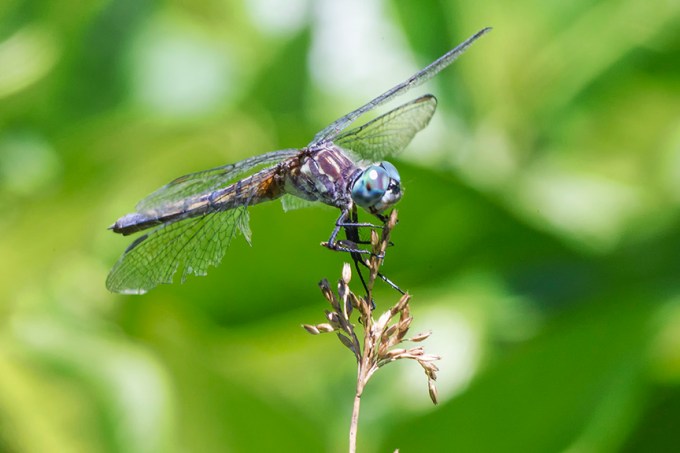 Blue_Dasher_Female v1_worn_Wings_43G0015