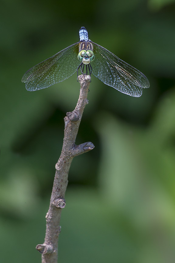 Blue_Dasher_HO v1 DM 7 18_43G9115