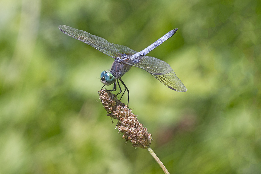 Blue_Dasher_v2_DM 7 18_43G0052