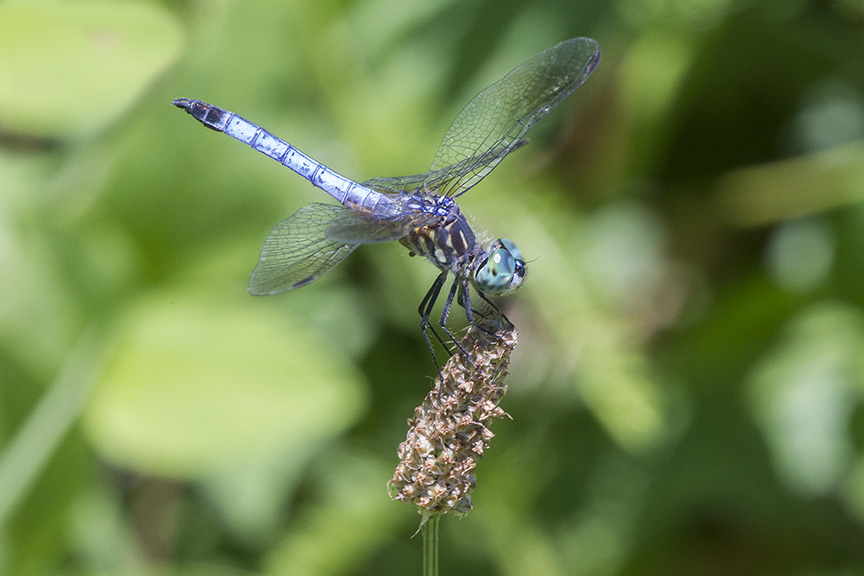 BlueDasher_V1 DM 7 18_43G0041