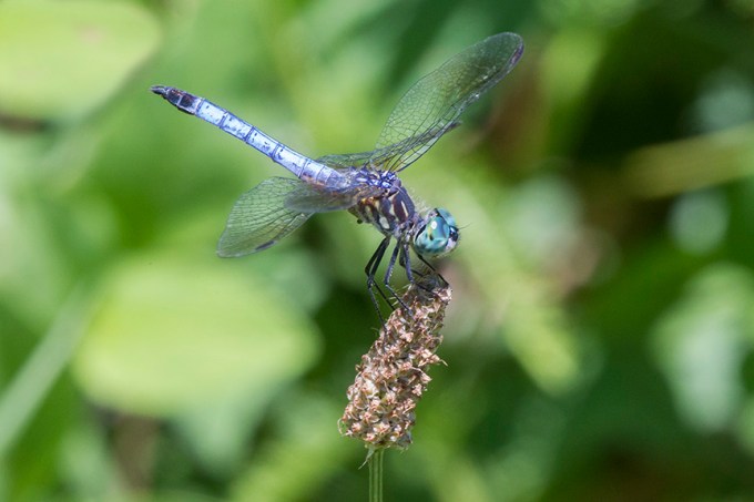 BlueDasher_V1 DM 7 18_43G0041