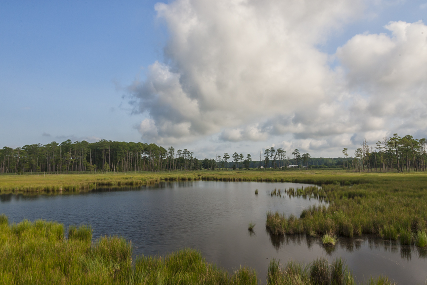 BWR_LO_PLTFRM_LBR_24mm_MAL5901