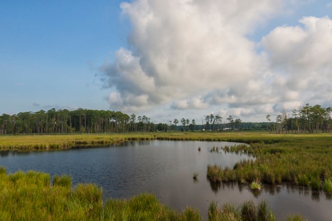 BWR_LO_PLTFRM_LBR_24mm_MAL5901