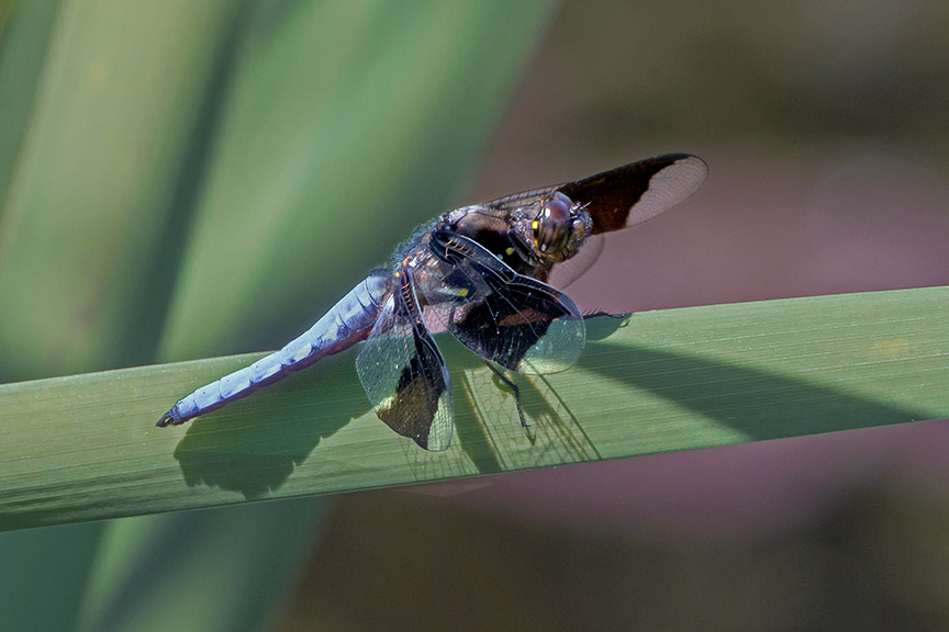 Common Whitetail v2_43G9037