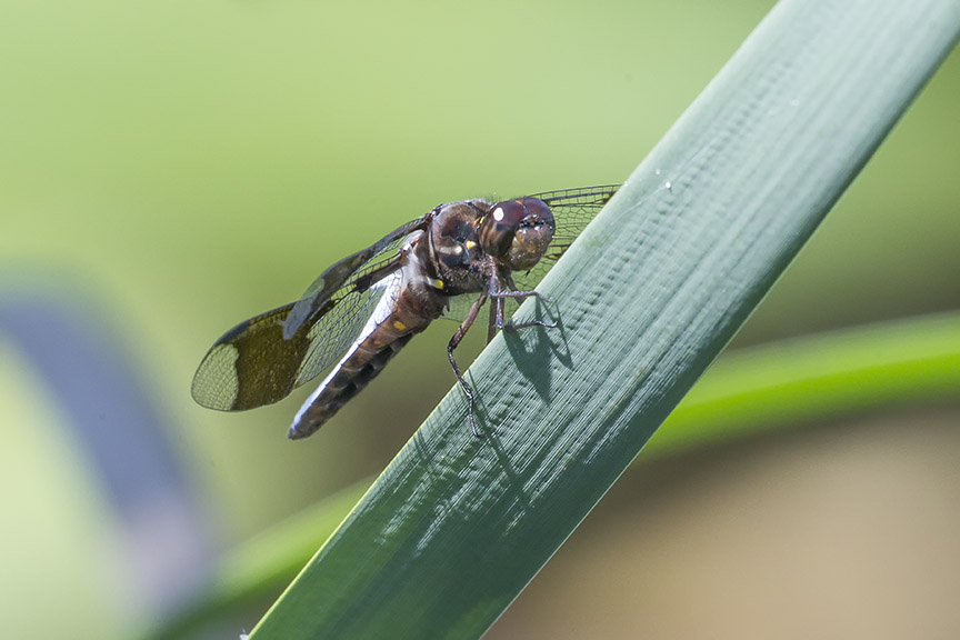 Common_Whitetail v3_DM 18_43G9021