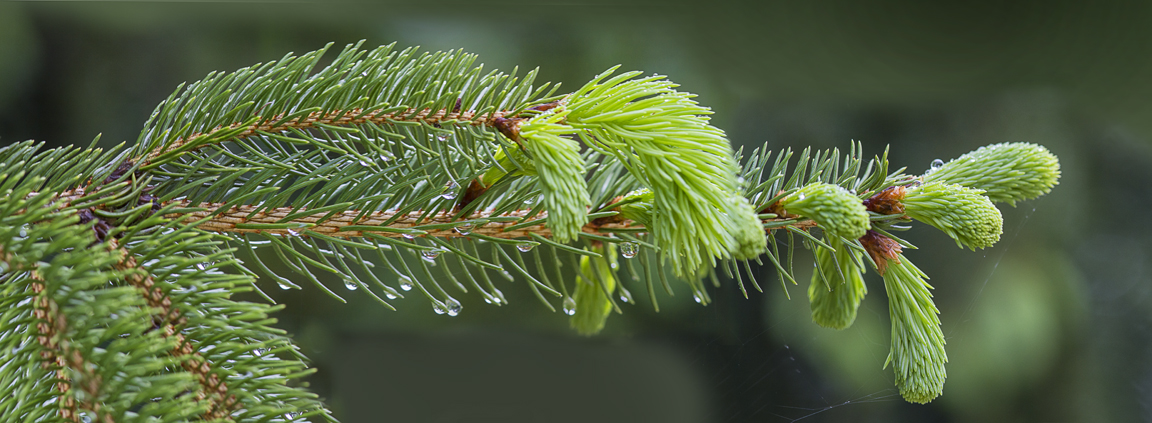 Evergreen Pano 5 img_raindrops_v1 5_18