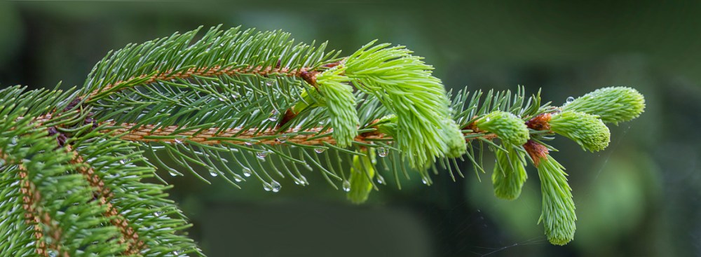Evergreen Pano 5 img_raindrops_v1 5_18