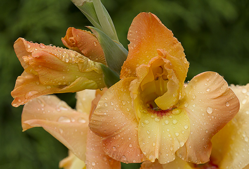 Gladiolus v1 2img stk_C